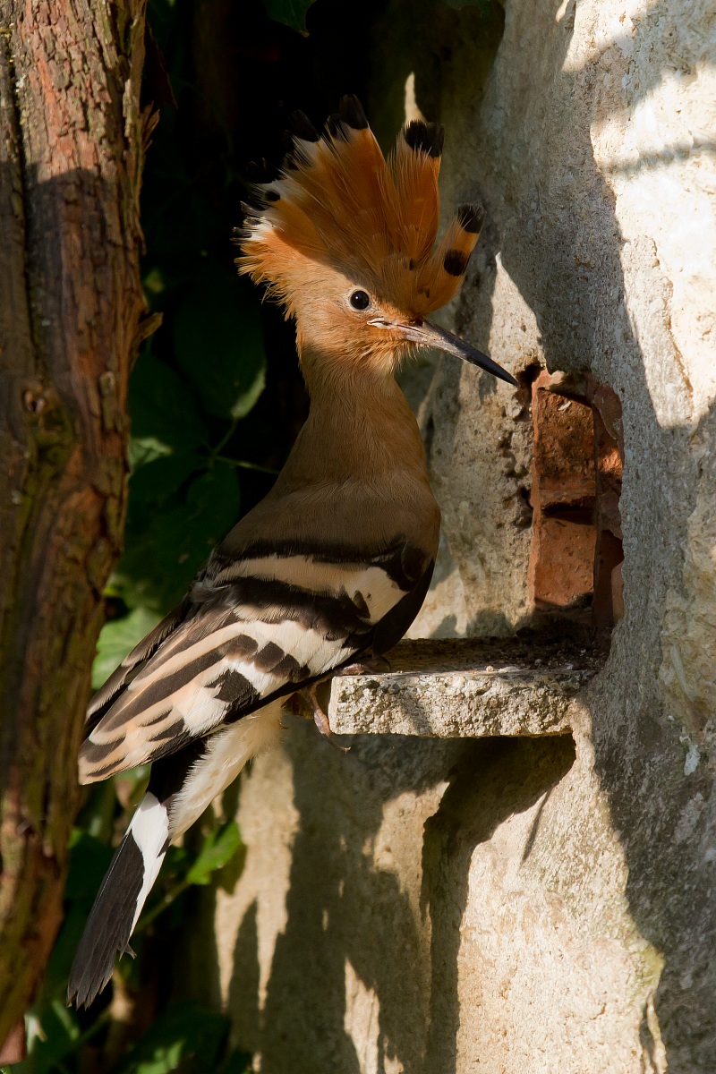 hoopoe ready to fledging