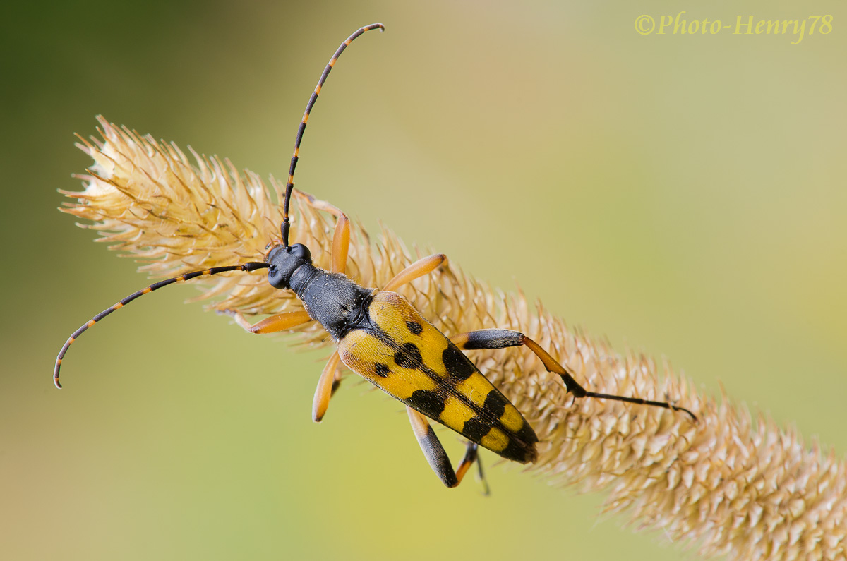 Leptura maculata
