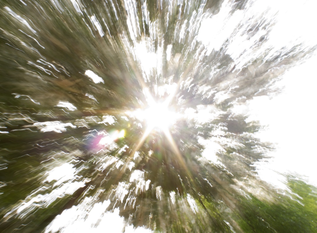 Zooming tra le foglie d'estate