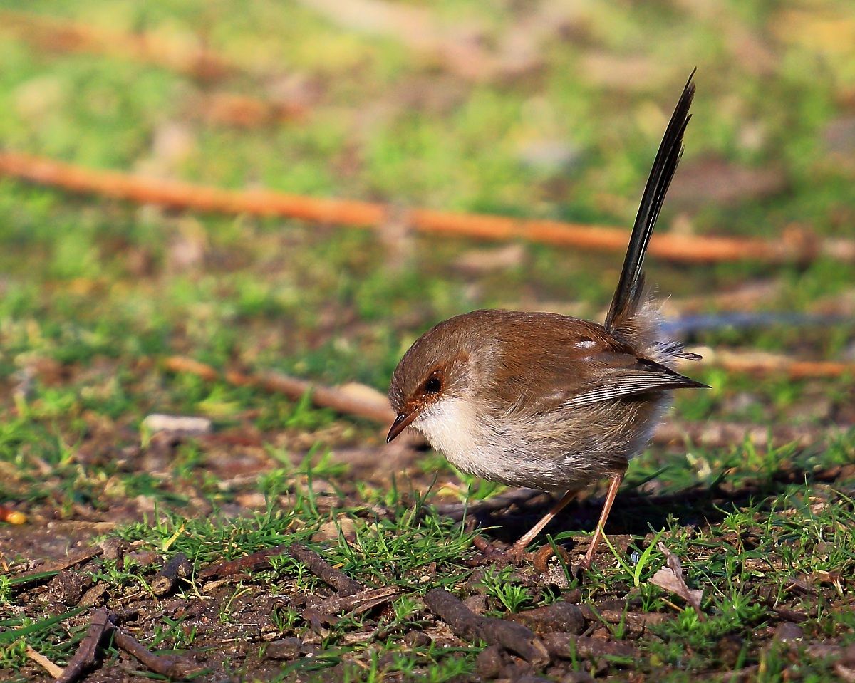 Wren - female