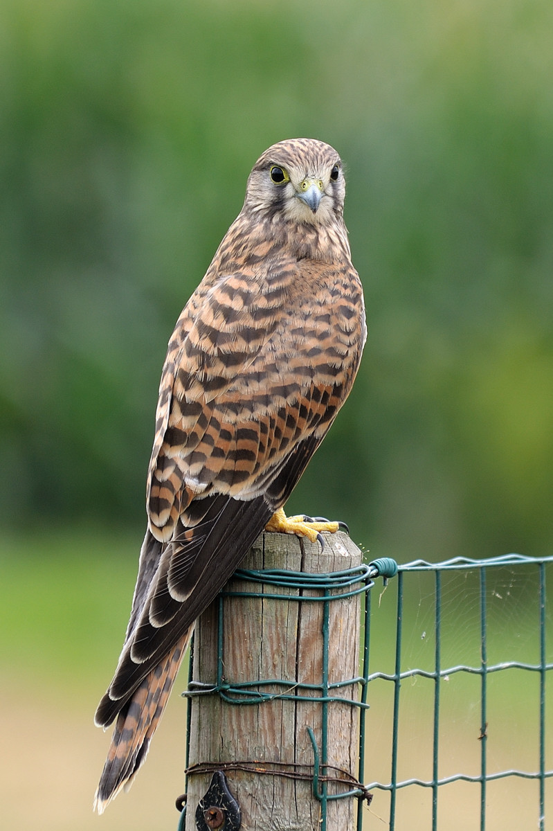 Kestrel