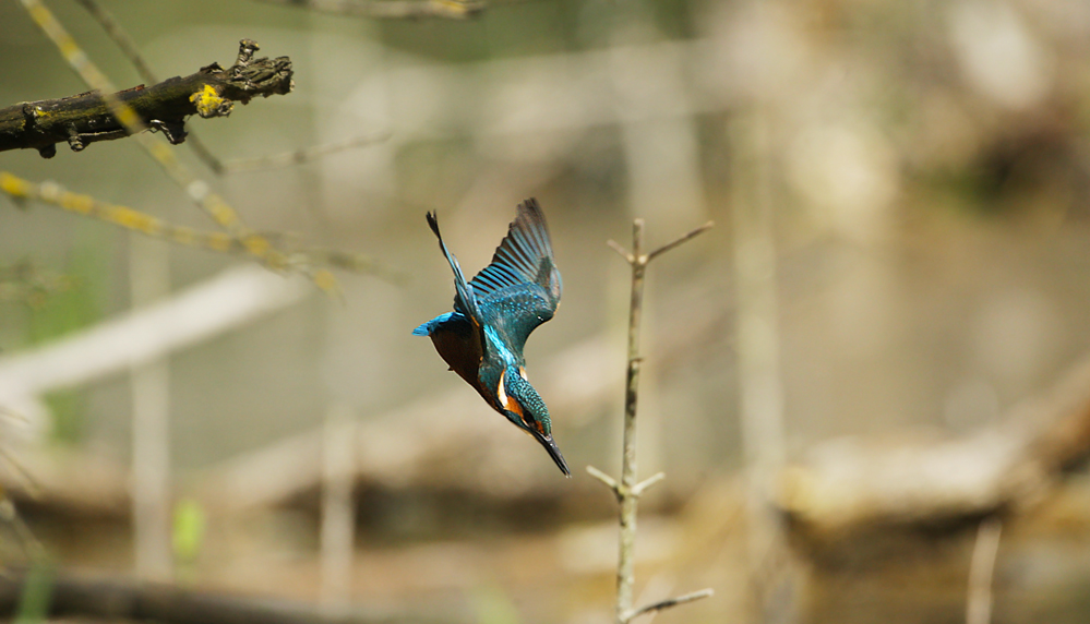 The dip of the King of fishing