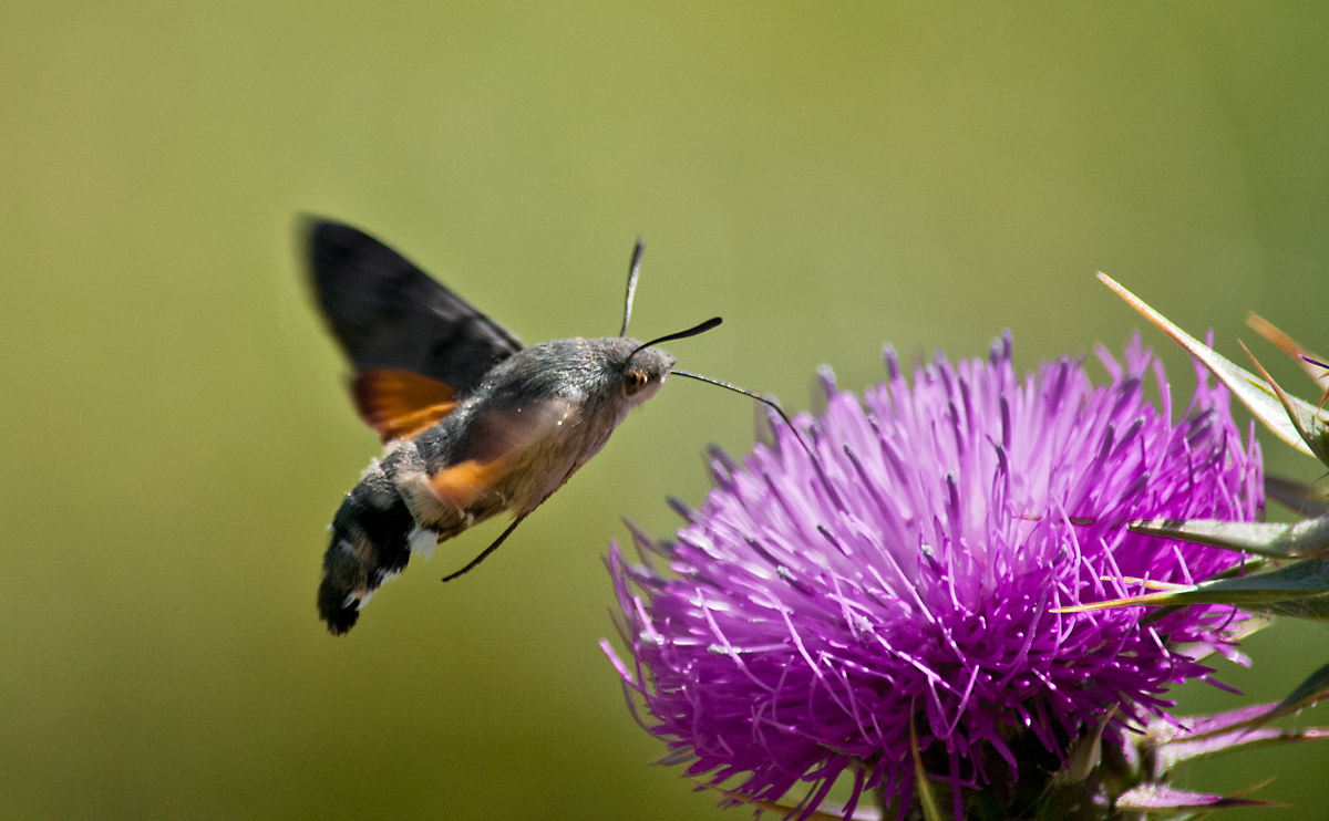 Tra il verde e il viola