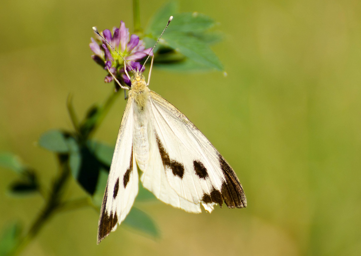 Pieris brassicae