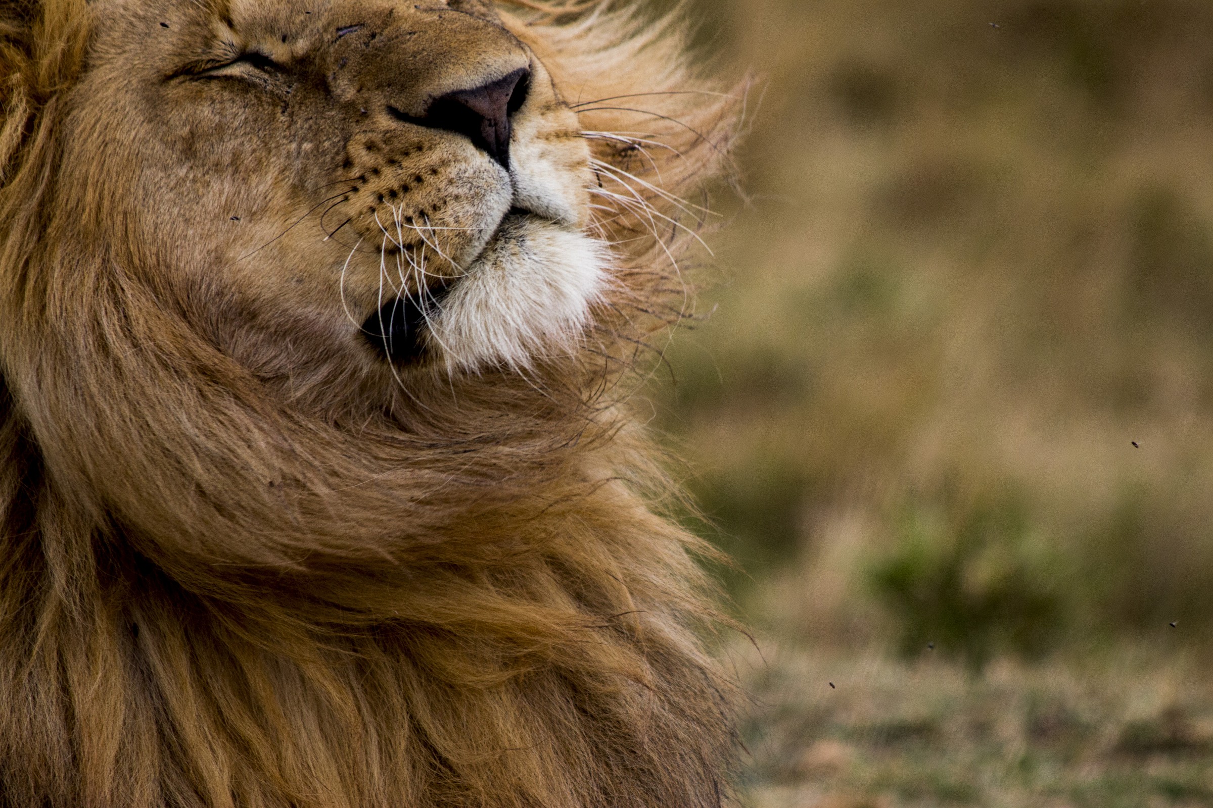 The King swishing flies