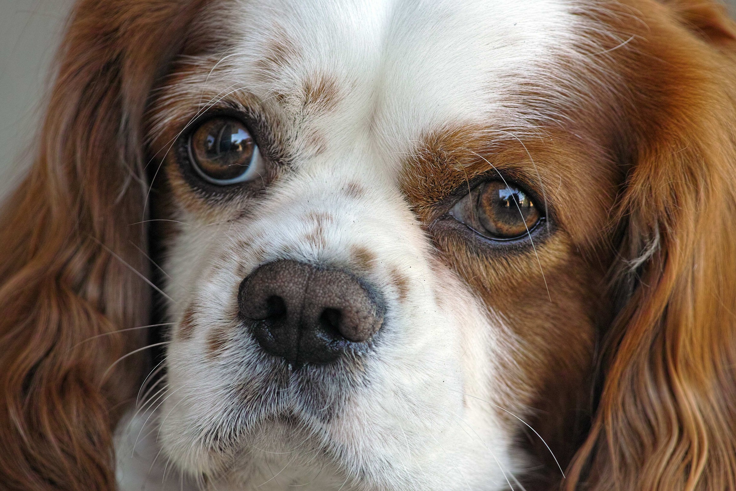 l' ho vista ......... una lucertola sul muro