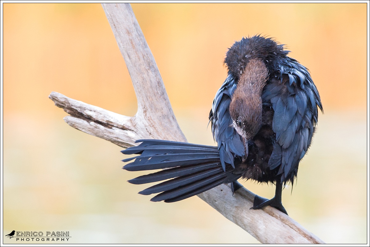 Marangone minore con prurito