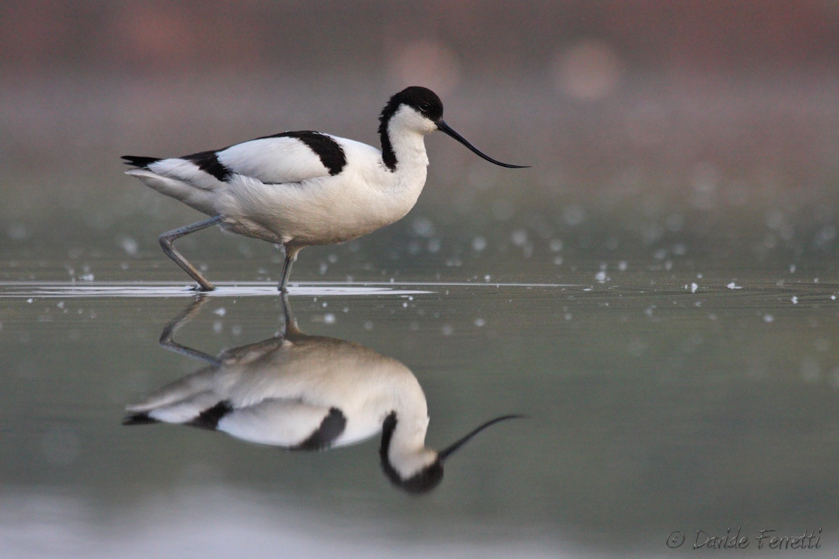 Avocet dawn