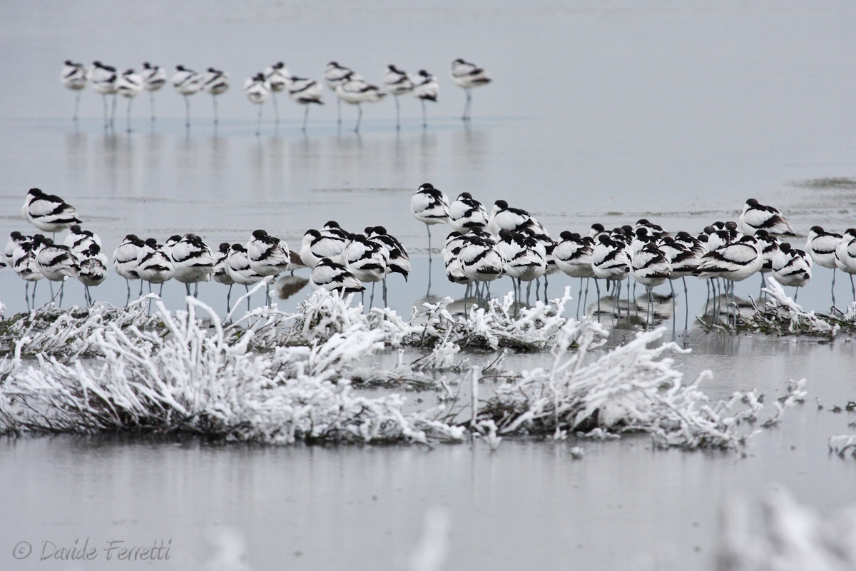 Avocets below zero