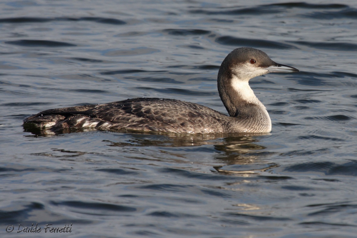 Black-throated Diver winter
