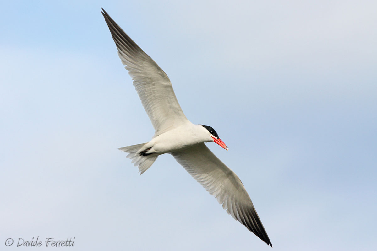 Caspian Tern