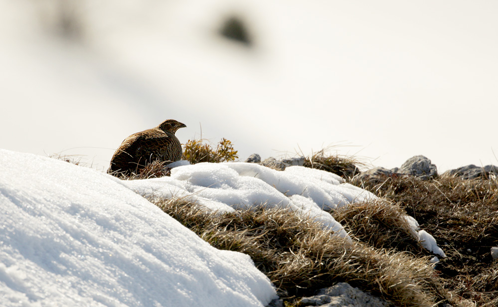 Female Grouse