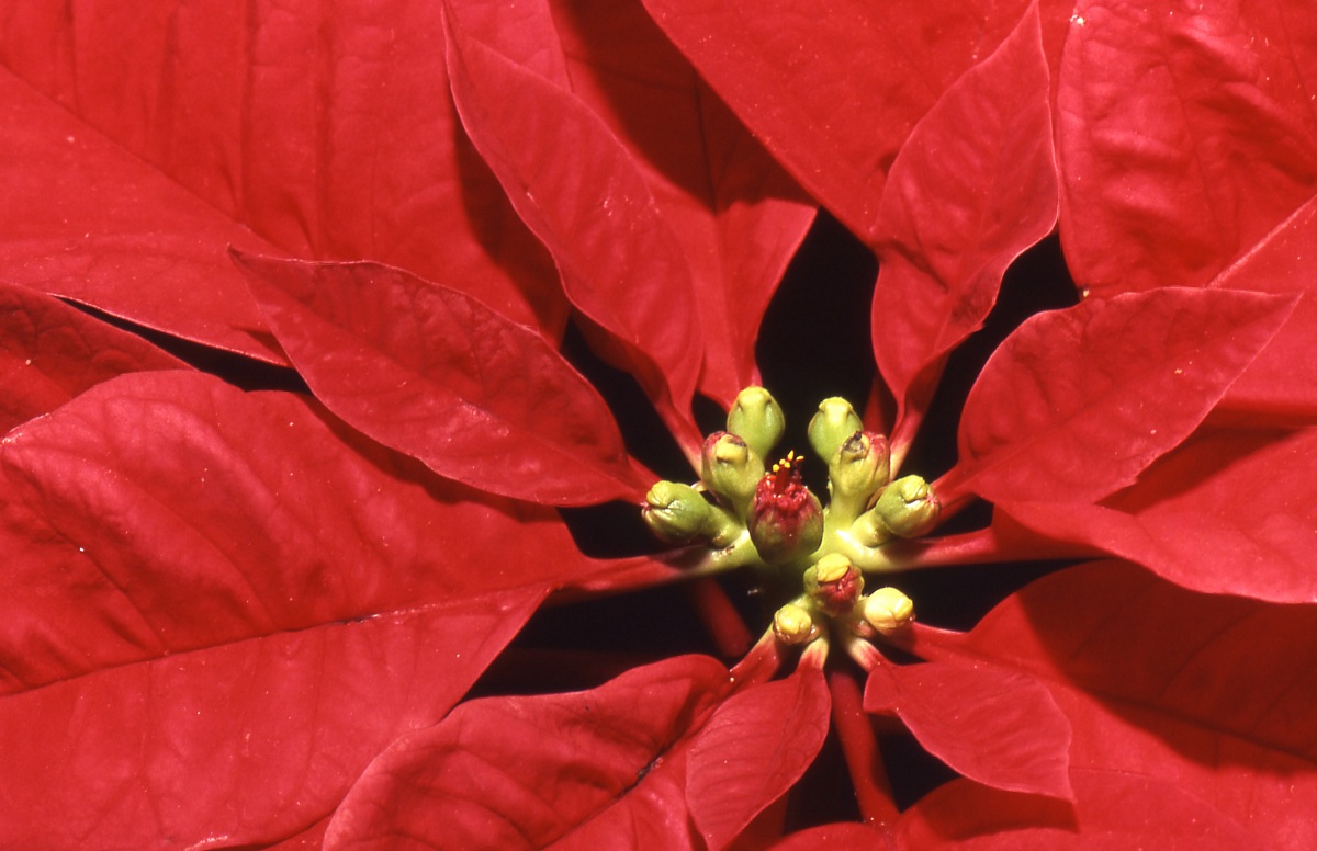 Poinsettia