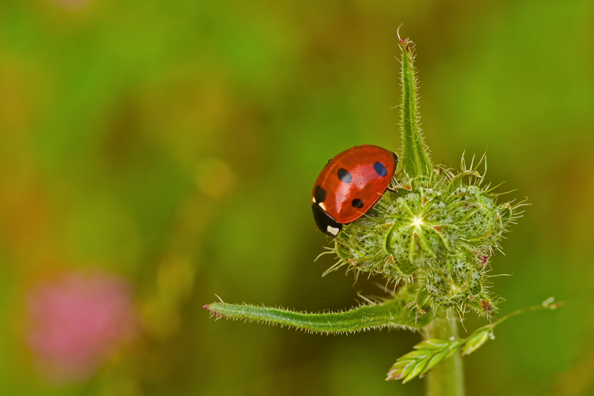 Coccinella septempunctata