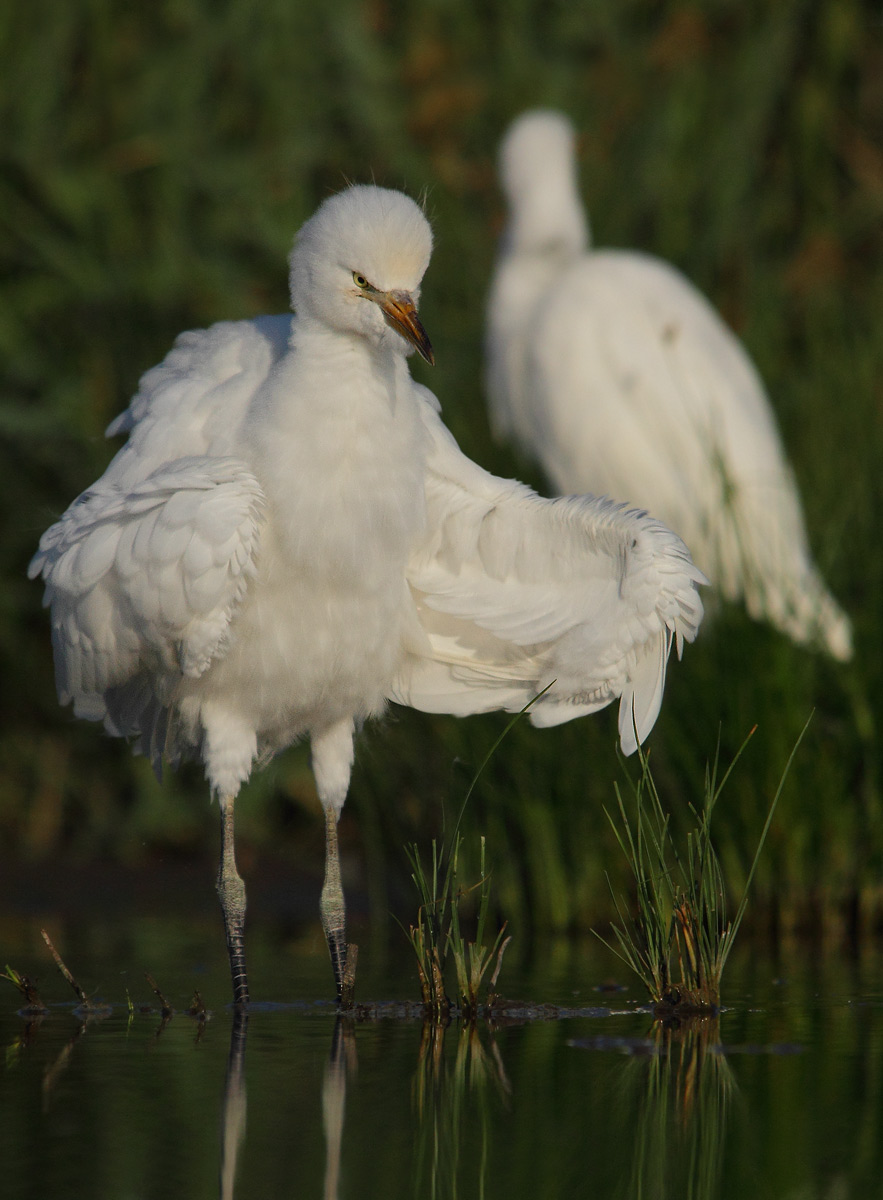 Cattle Egret