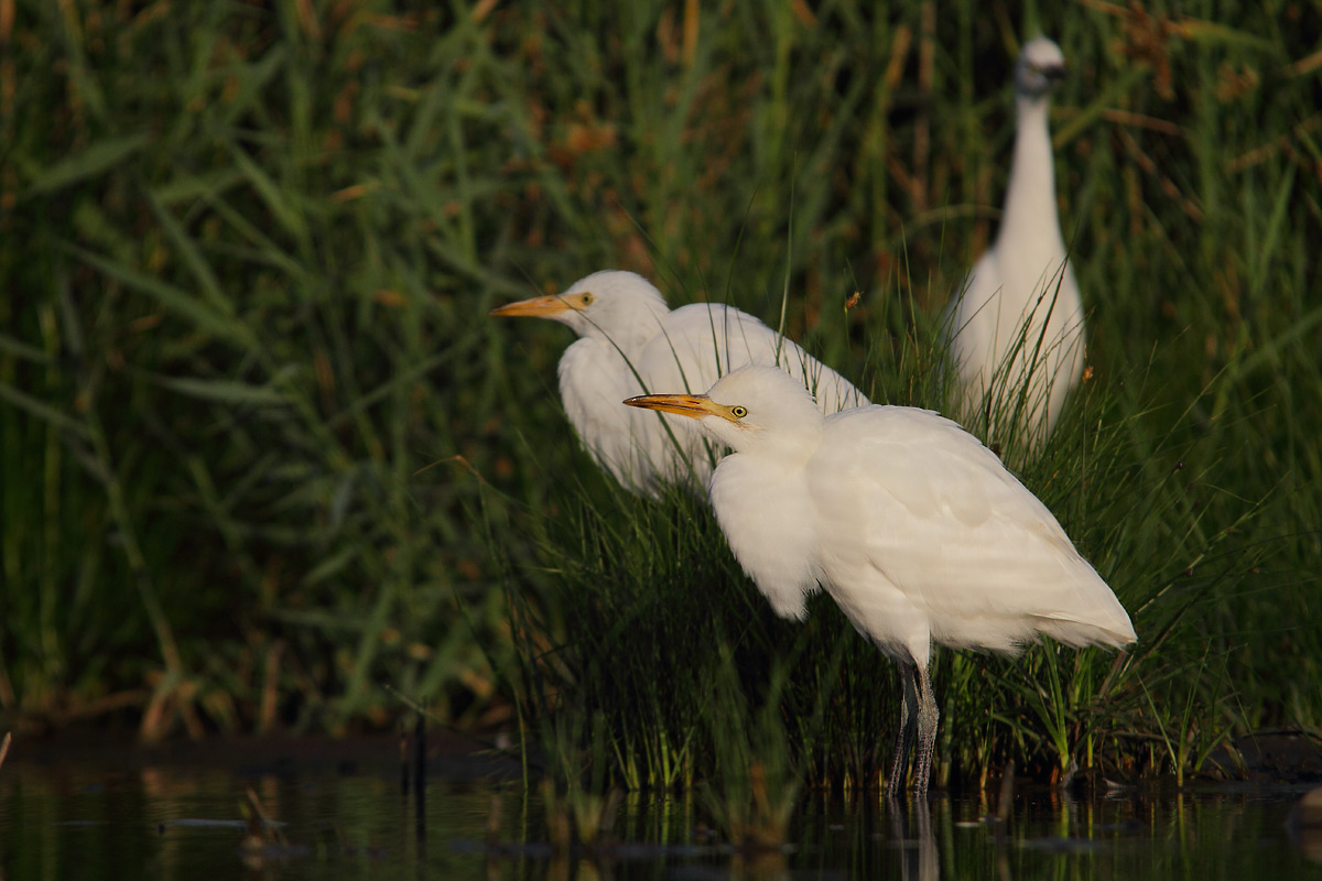 Egrets