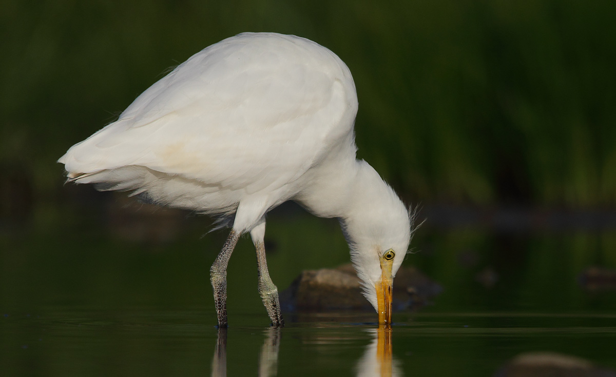 Egrets
