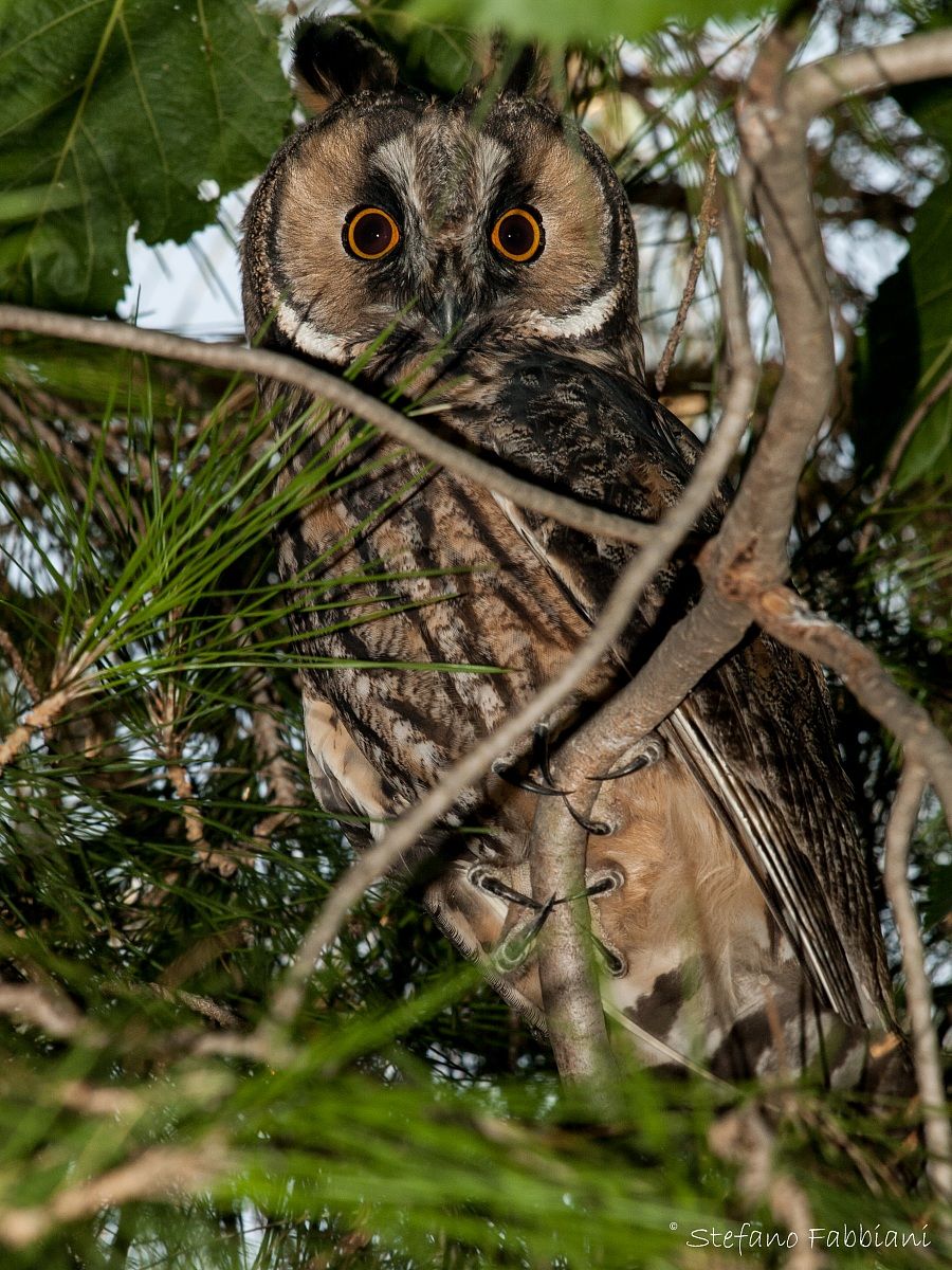 Long-eared Owl (Asio otus)
