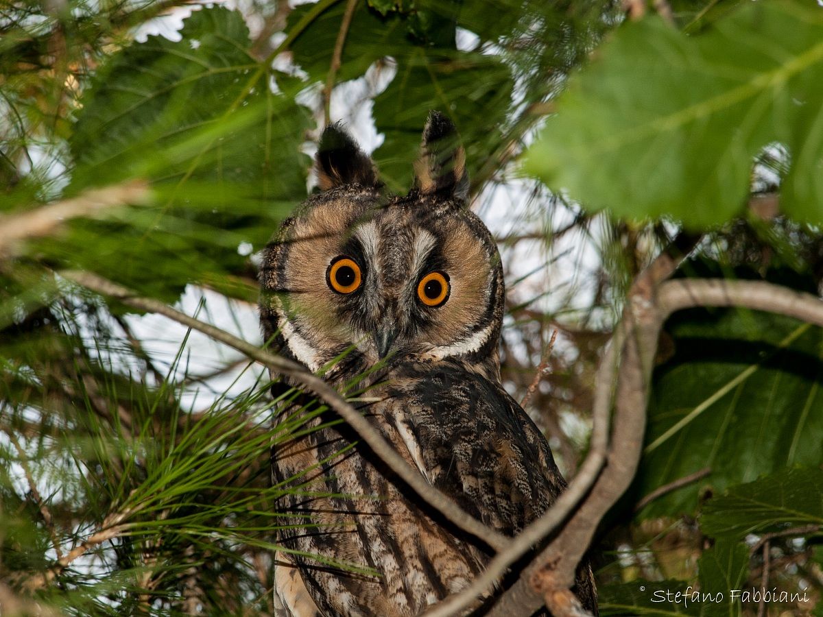 Long-eared Owl (Asio otus)