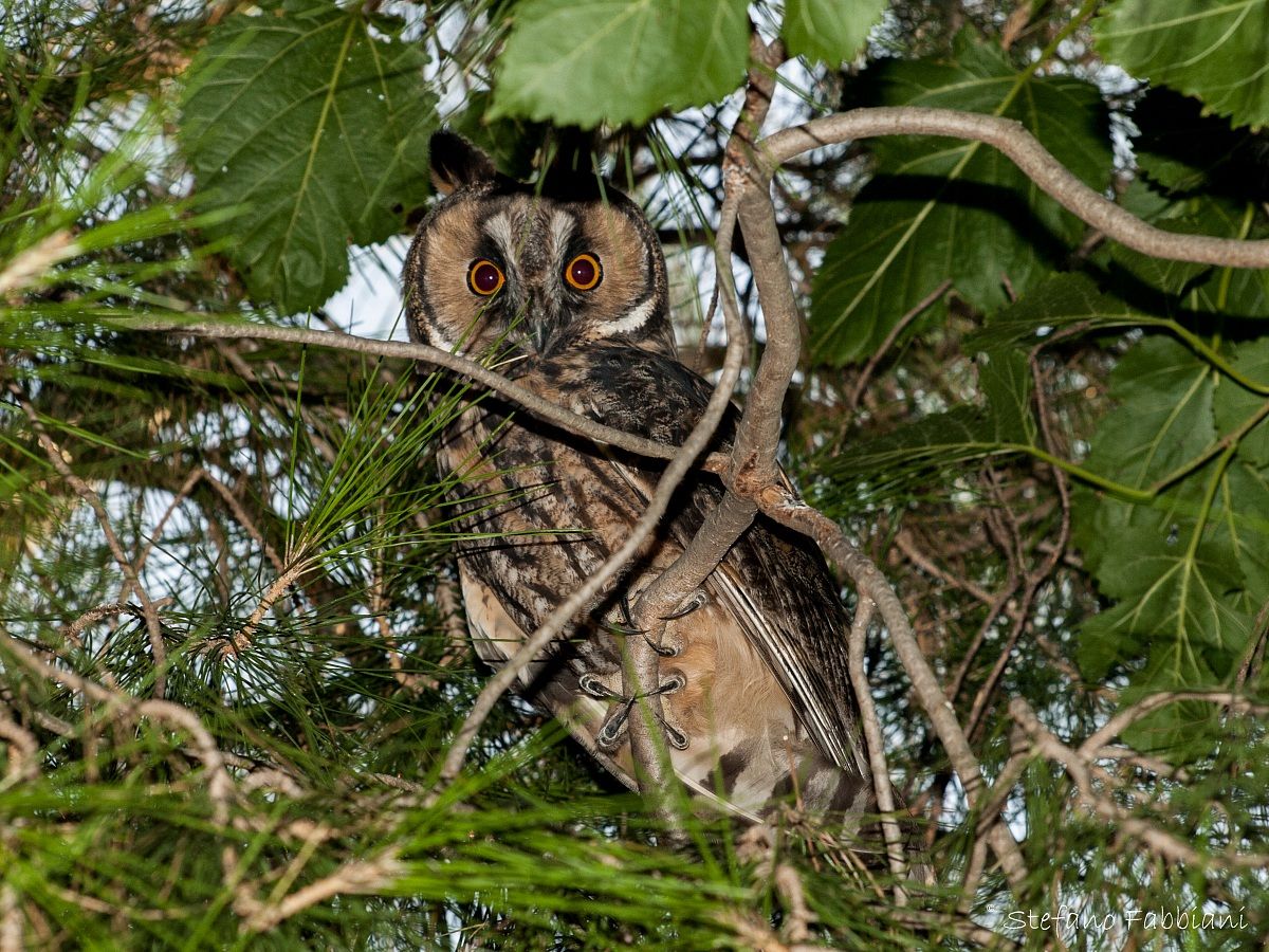 Long-eared Owl (Asio otus)