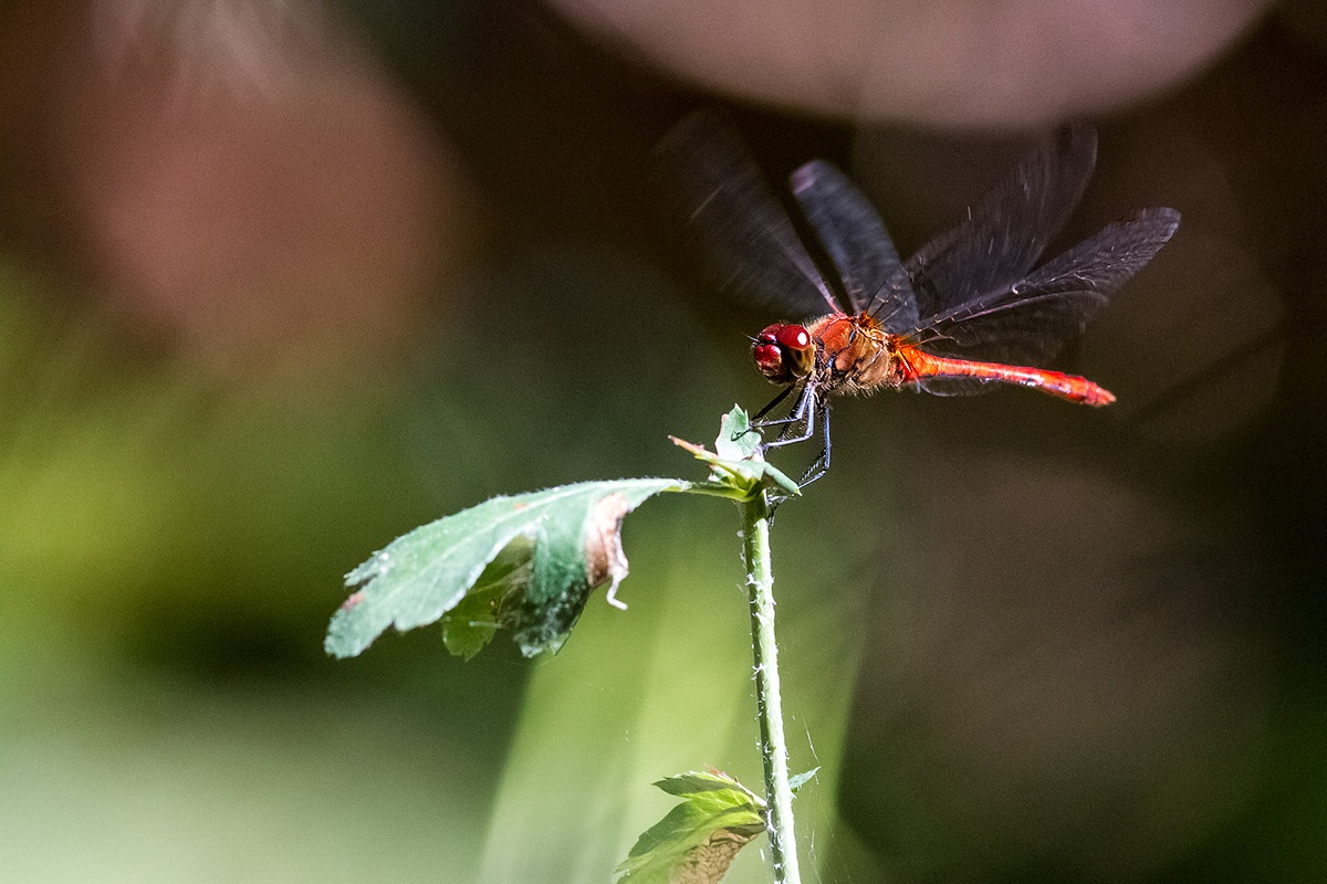 Libellula in atterraggio
