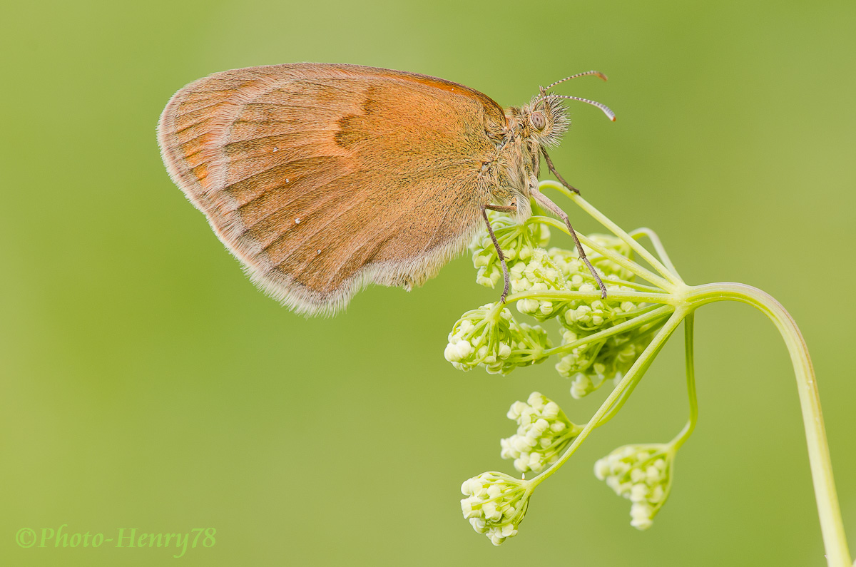 Coenonympha pamphilius