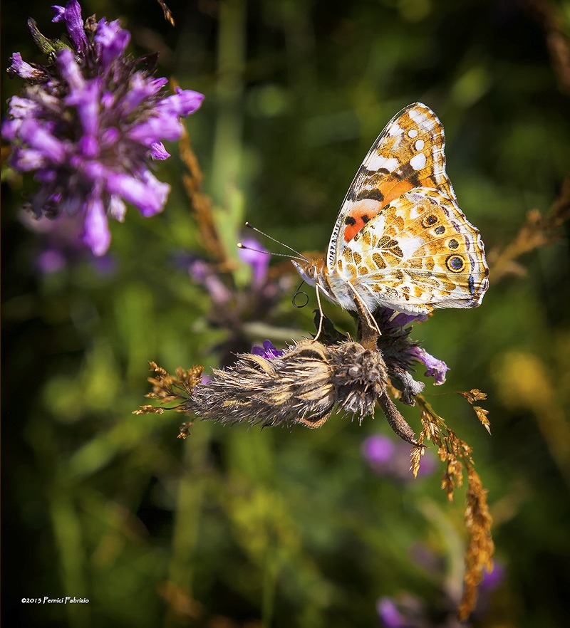 Vanessa Cardui