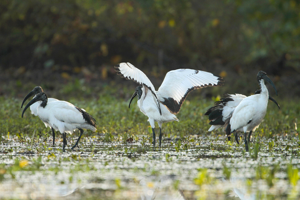 A Sacred Ibis 8fotografati BREGANZE