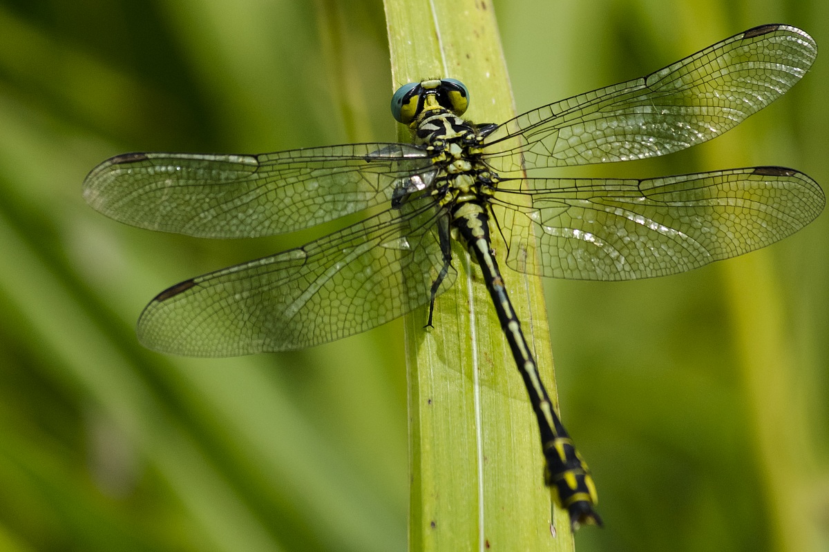 Libellula