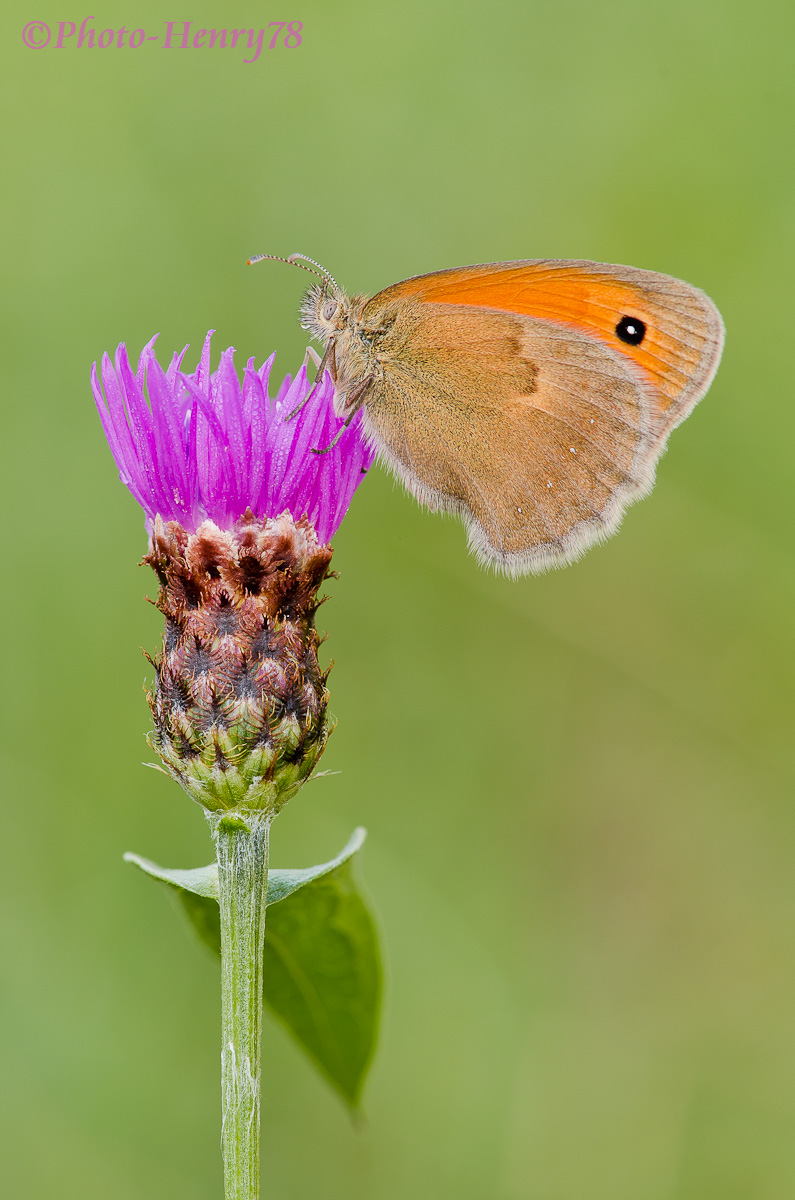 Coenonympha pamphilius