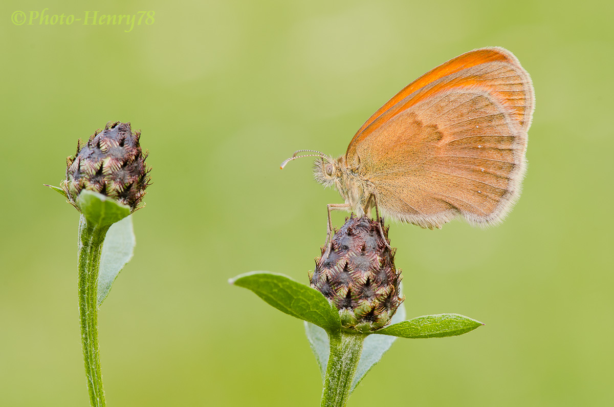 Coenonympha pamphilius