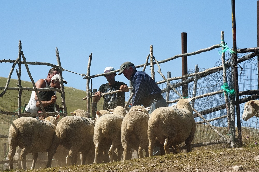 transhumance GranSasso Aq 2013