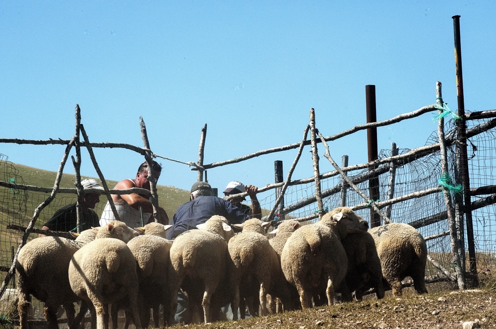 transhumance GranSasso Aq 2013