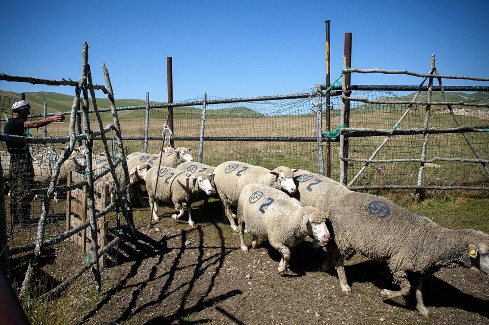 transhumance GranSasso Aq 2013