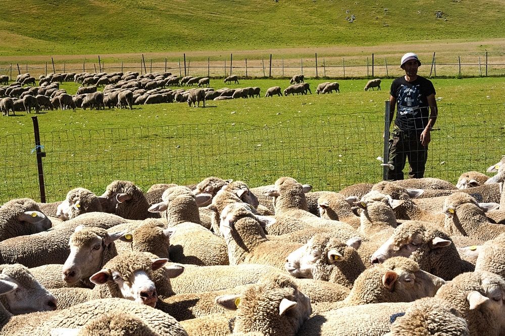 transhumance GranSasso Aq 2013