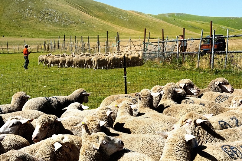 transhumance GranSasso Aq 2013