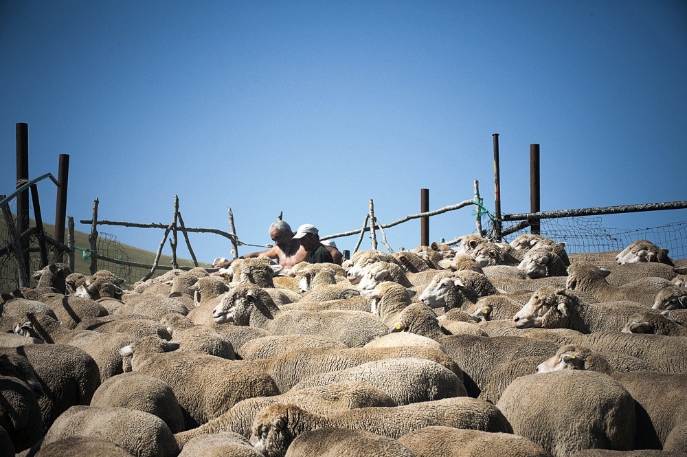 transhumance GranSasso Aq 2013