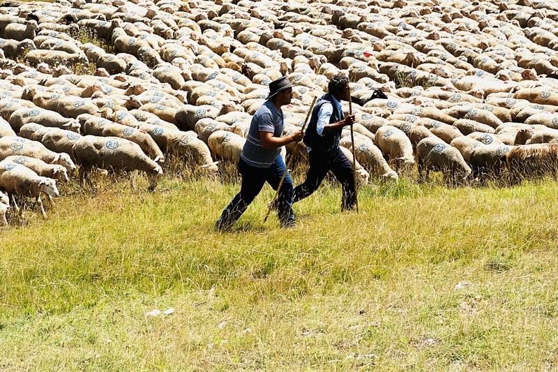 transhumance GranSasso Aq 2013