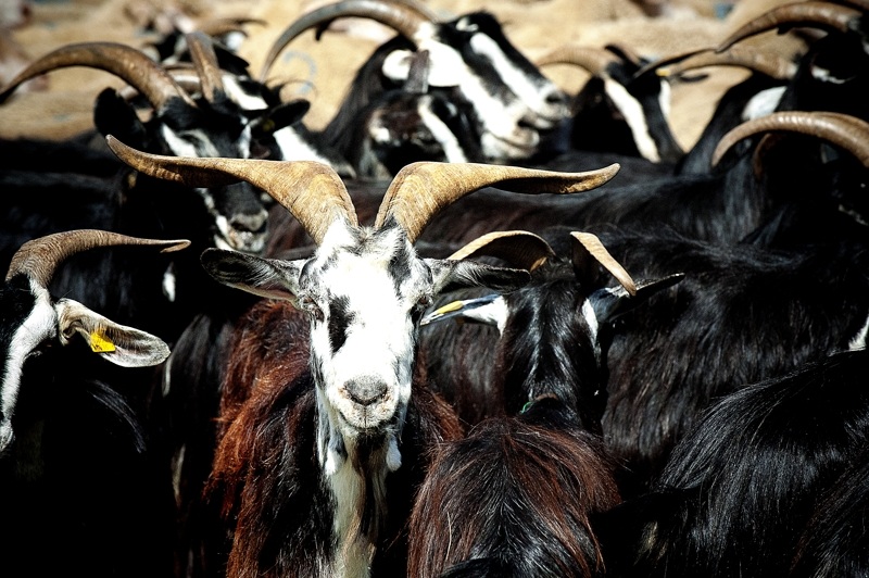 transhumance GranSasso Aq 2013