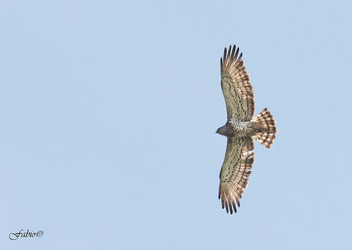 Biancone (Circaetus gallicus)