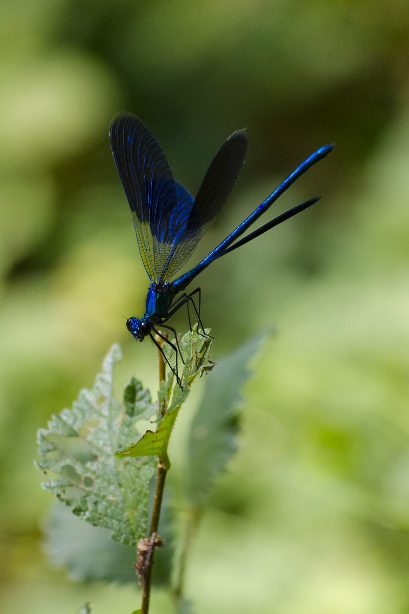 Libellula in partenza