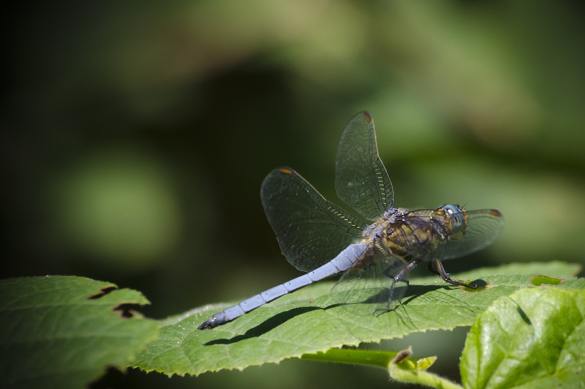 Libellula