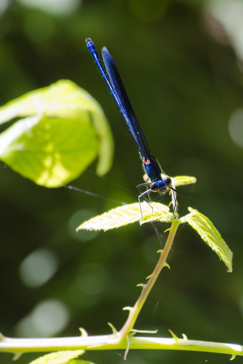 Libellula dallo sguardo inquietante