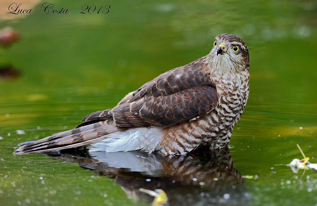 Sparviere al bagno, ma sempre attento......