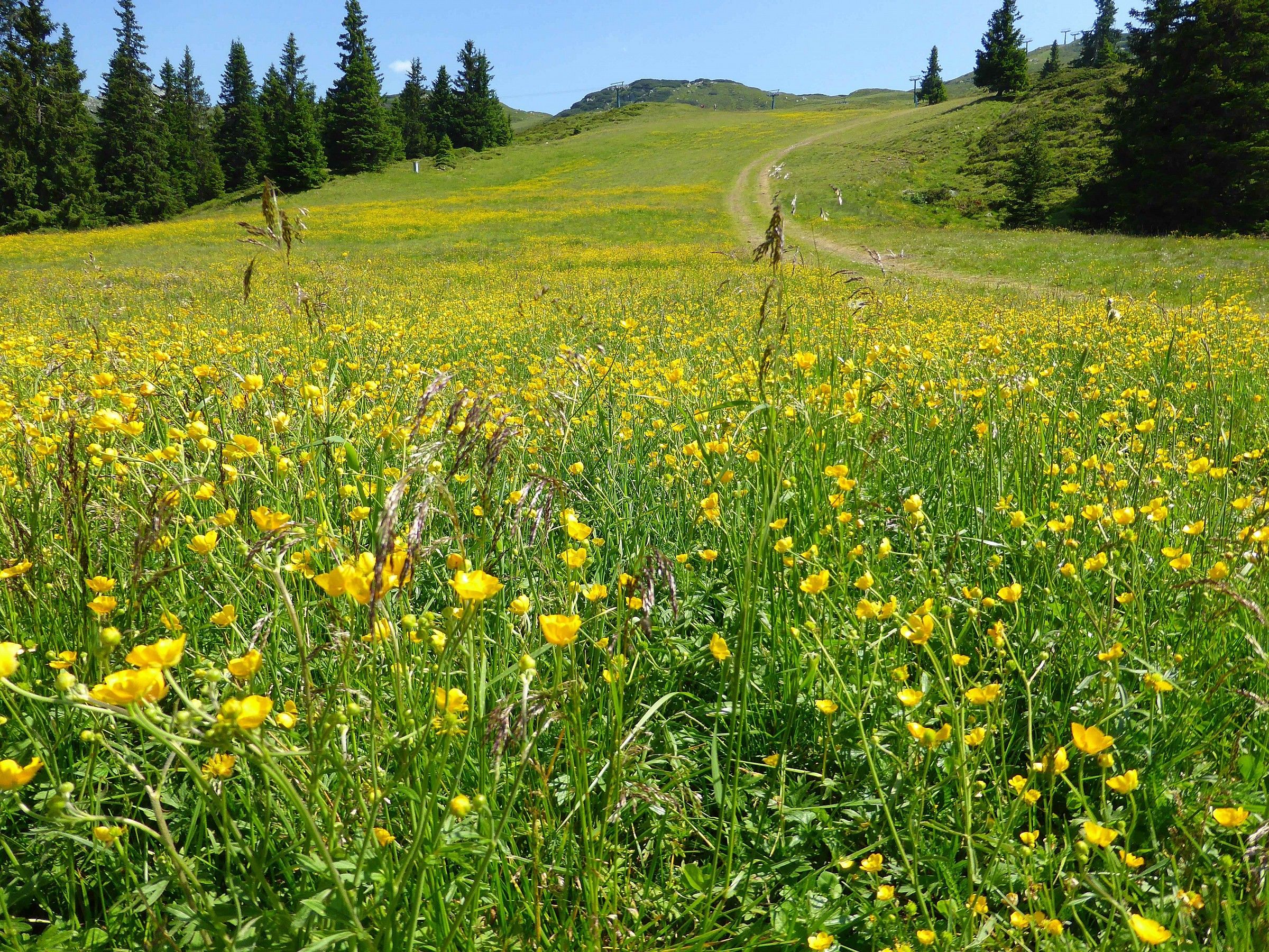 ski slope in summer