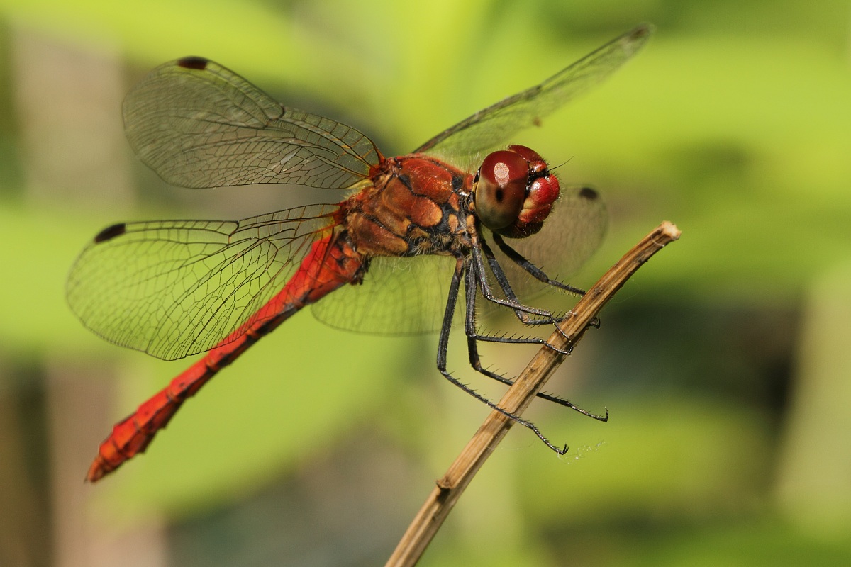 dragonfly rossa2