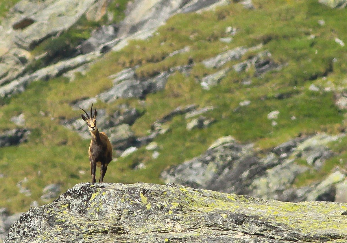 Queen of the Mountains