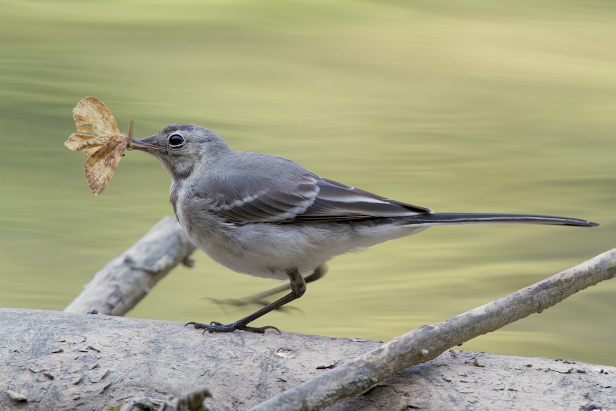 farfalla a pranzo