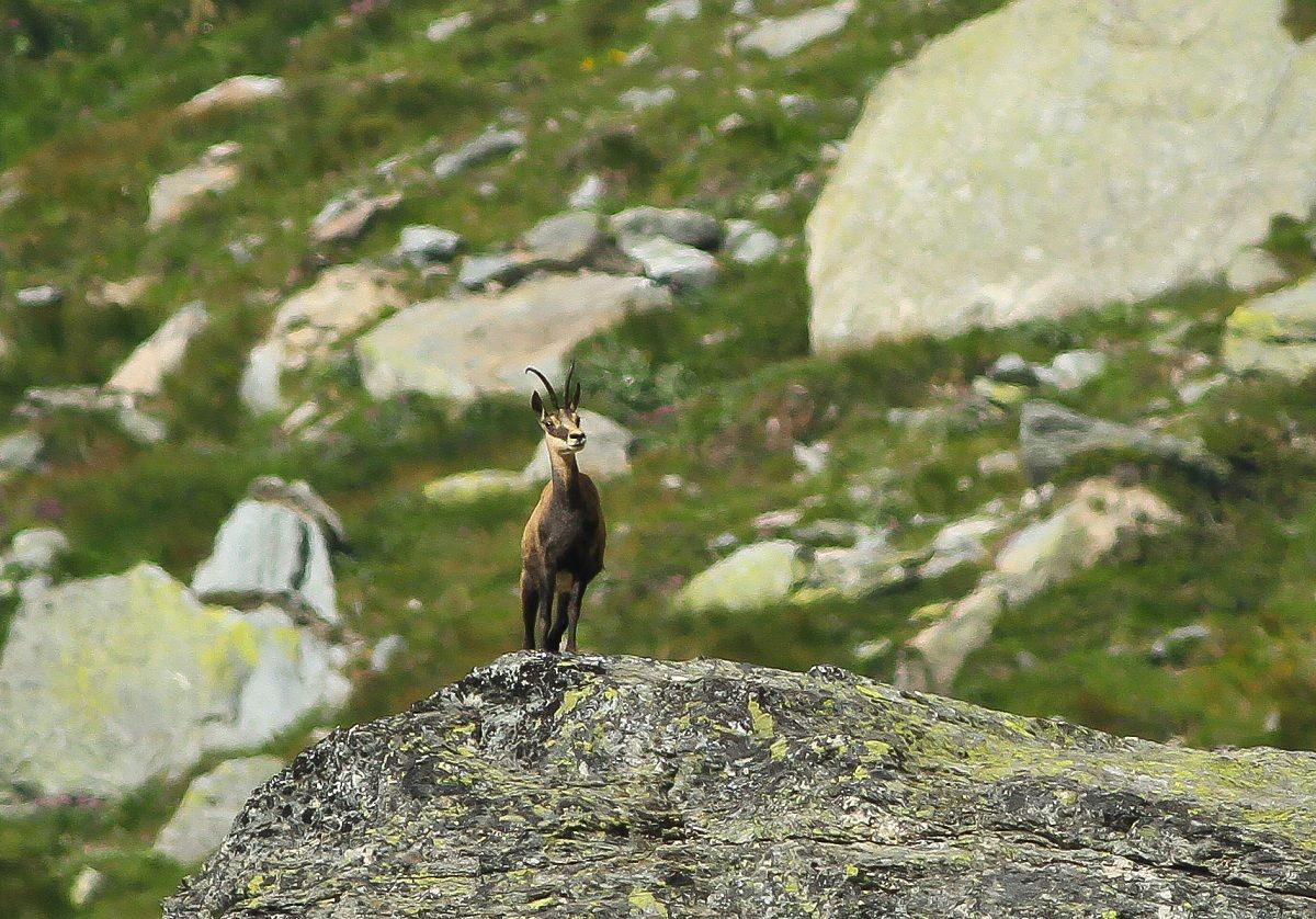 Queen of the Mountains