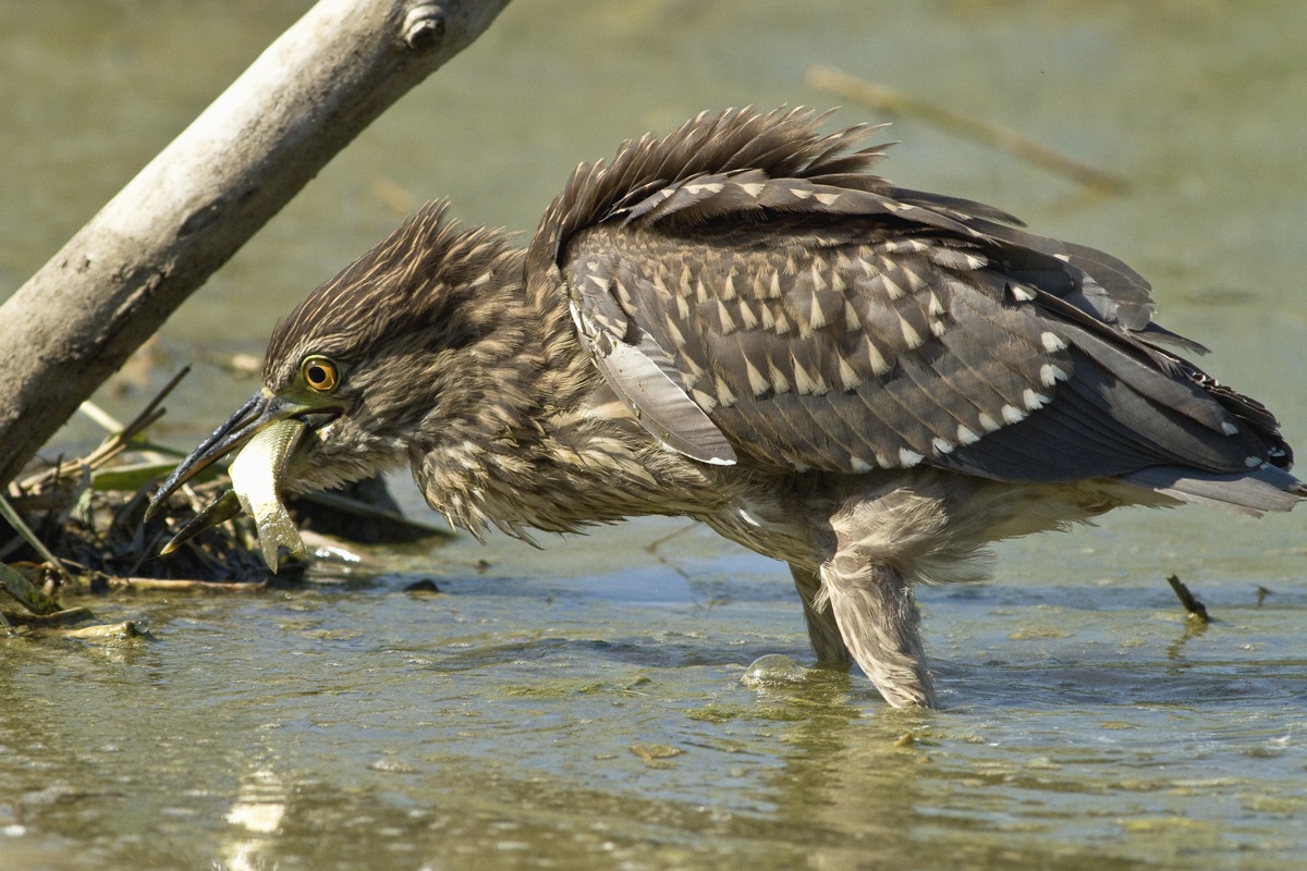 La Giovane Nitticora